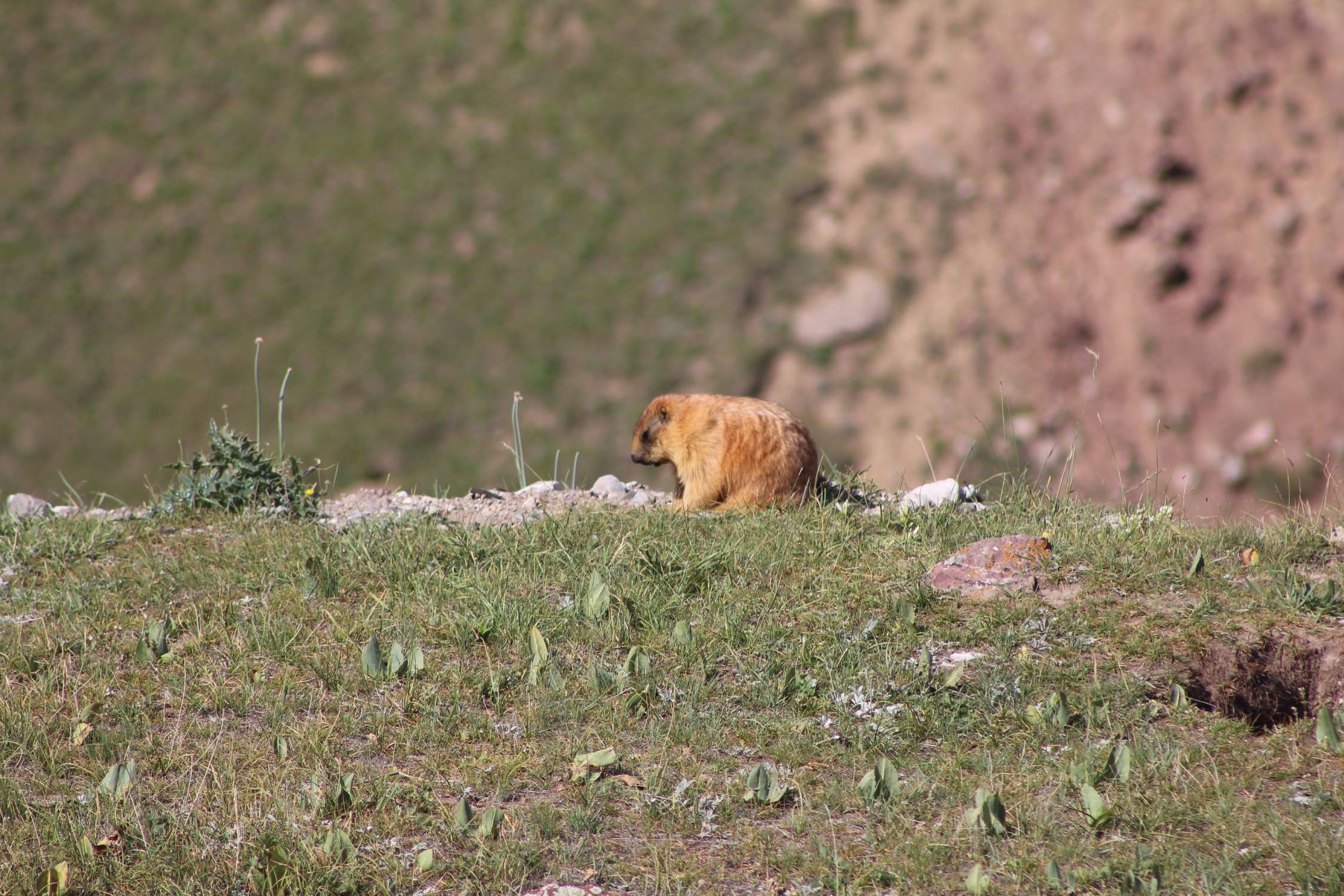 Vall&eacute;e d'Achik Tash, marmotte