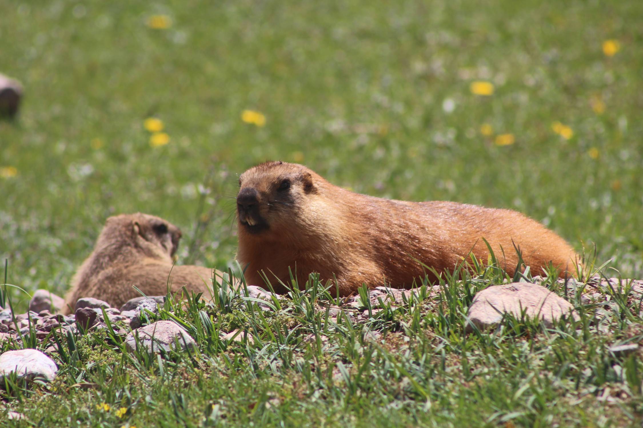 Vall&eacute;e d'Achik Tash, marmottes