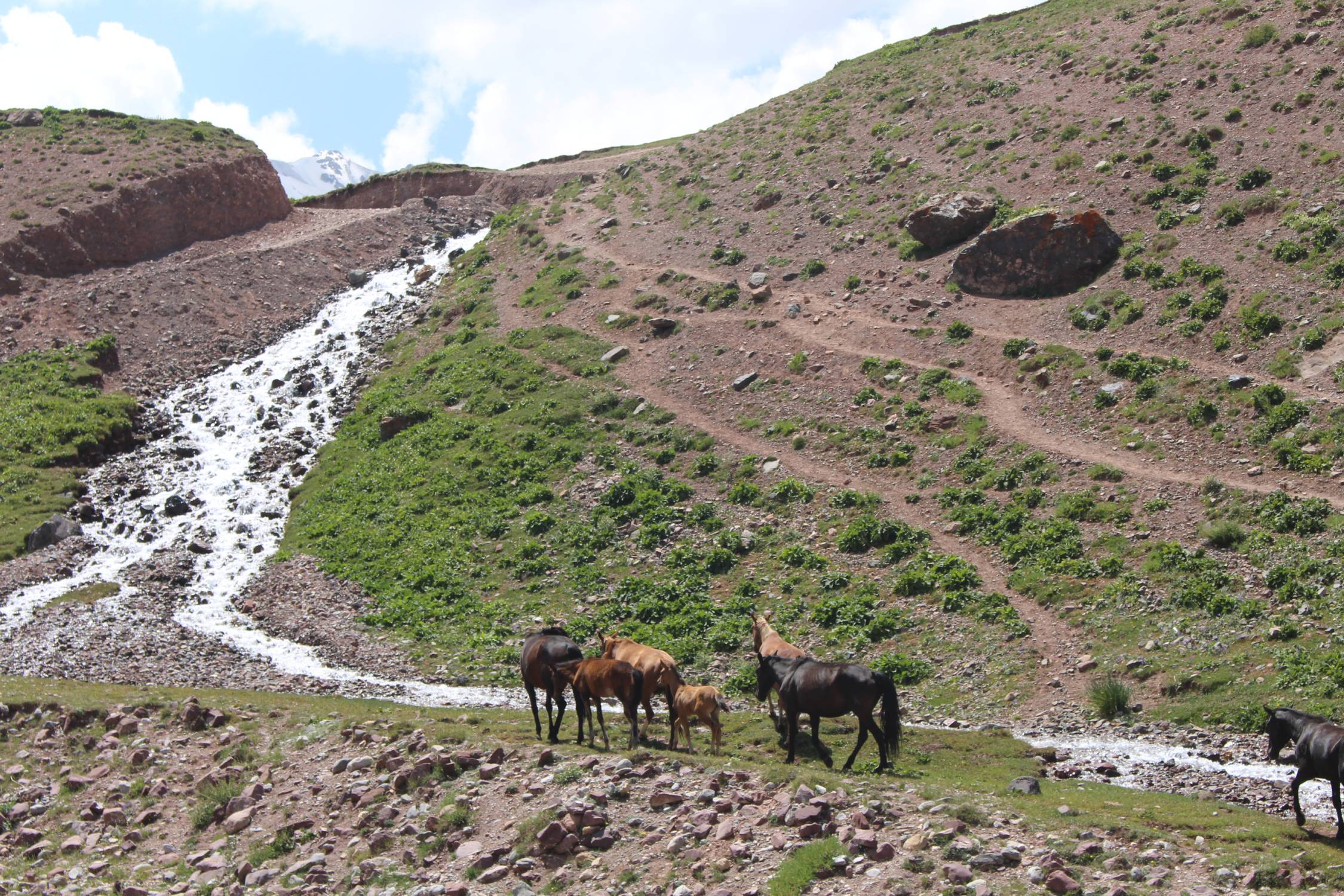 Vall&eacute;e d'Achik Tash, chevaux