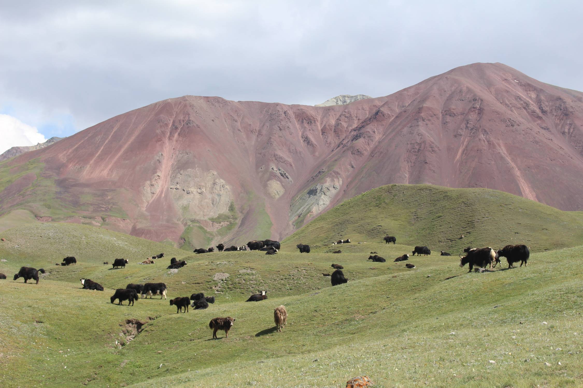 Lacs Tulpar Koul, troupeau de yacks