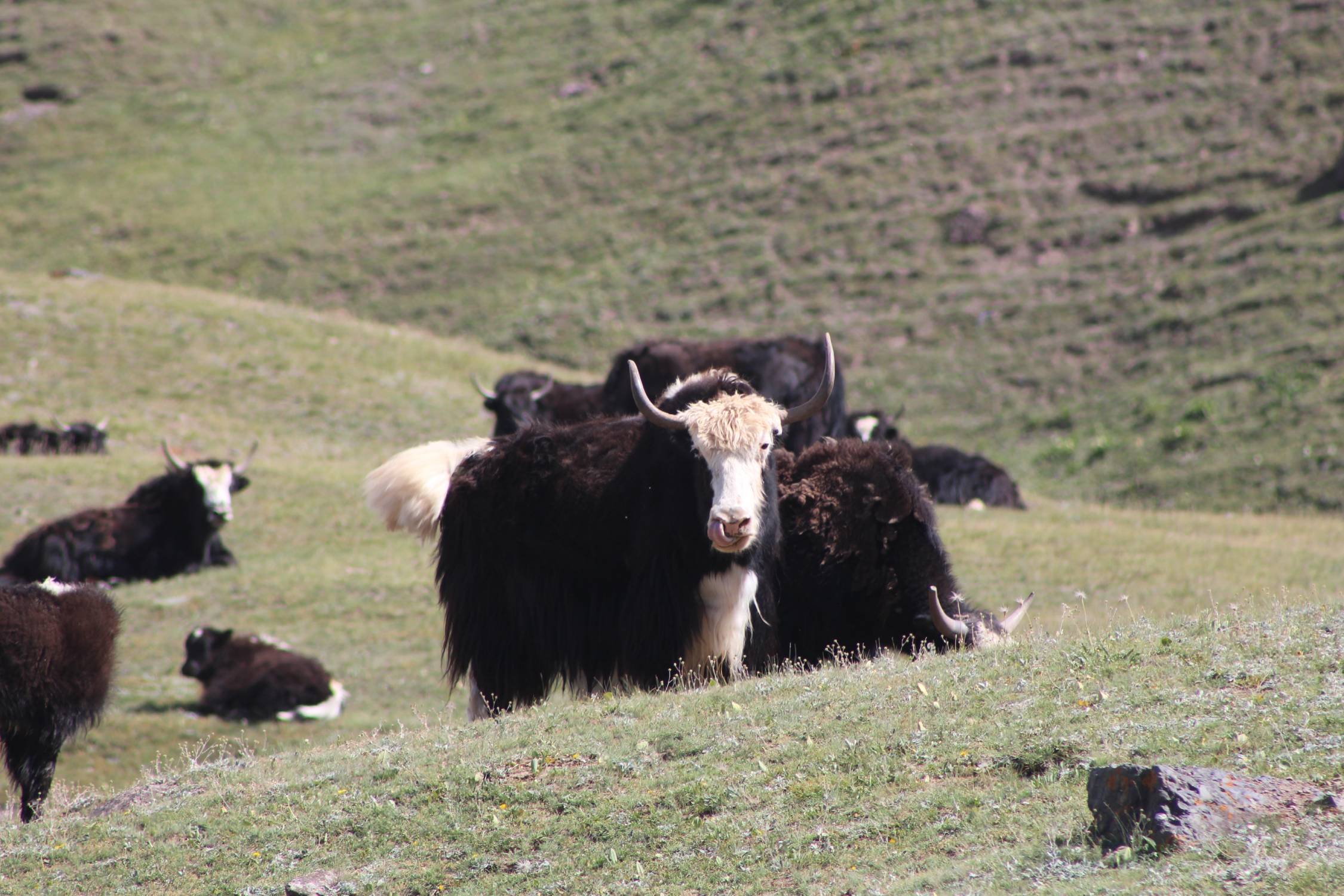 Yacks, lacs Tulpar Koul