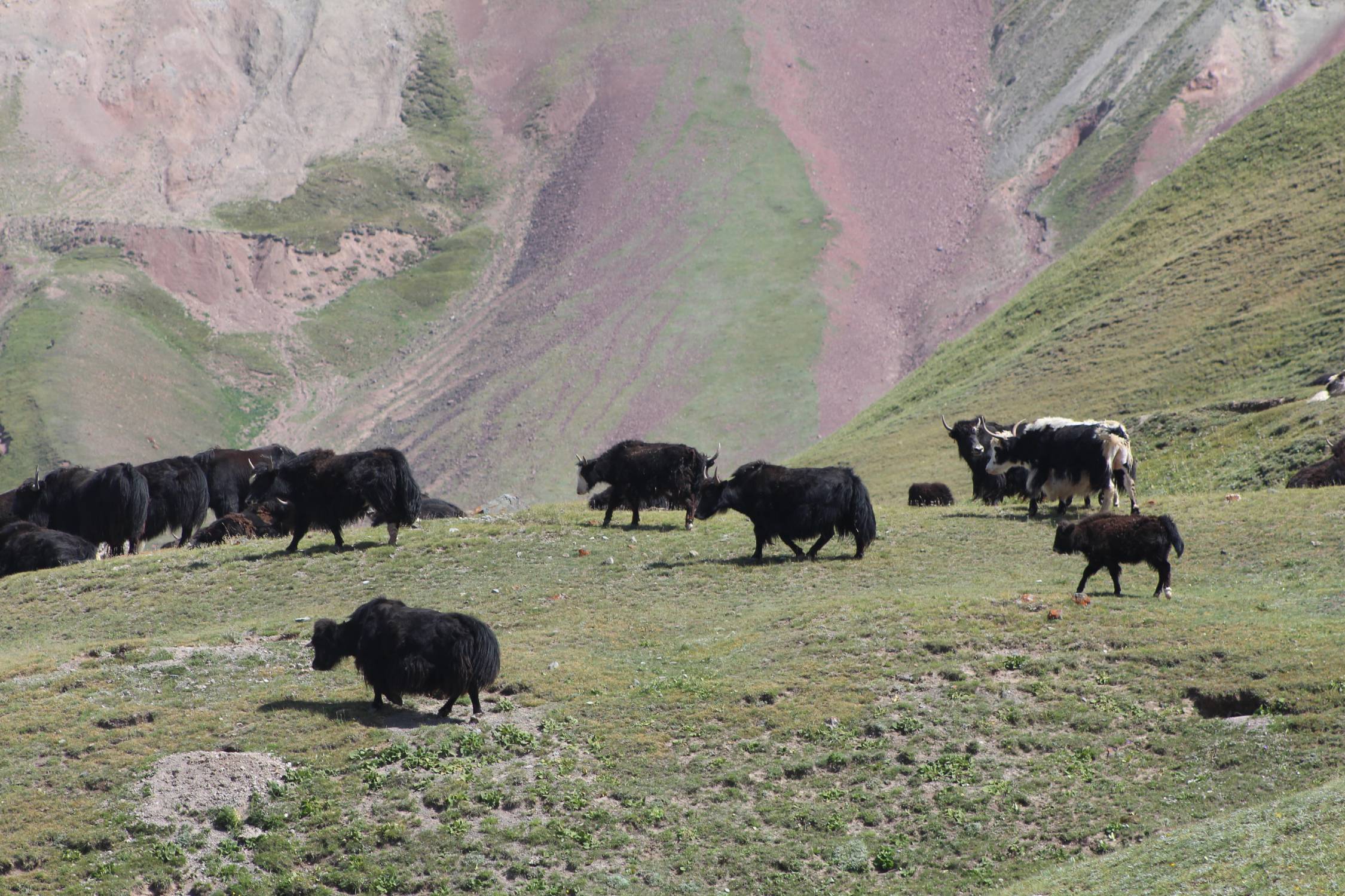 Lacs Tulpar Koul, paysage, yacks