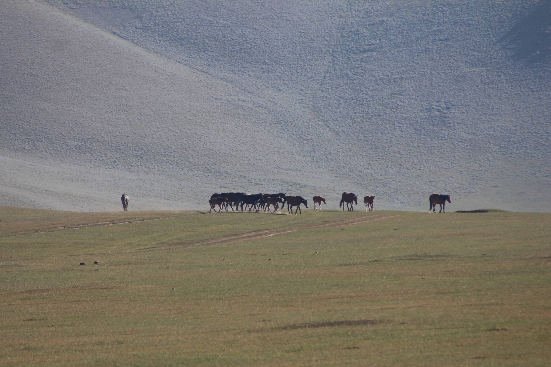 Alay Kirka Toosu, troupeau
