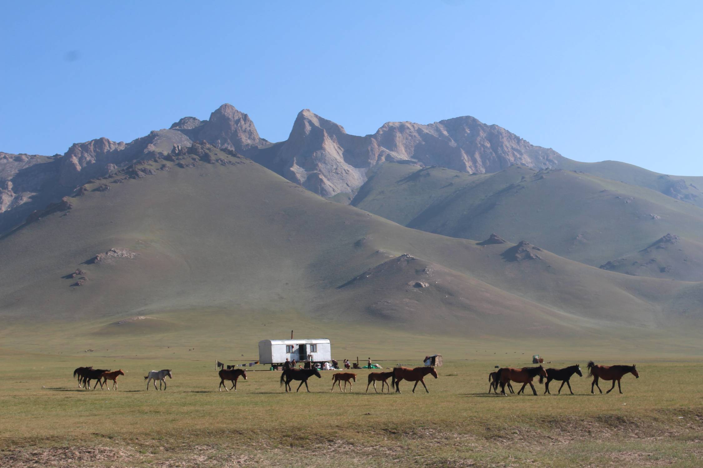 Alay Kirka Toosu, chevaux