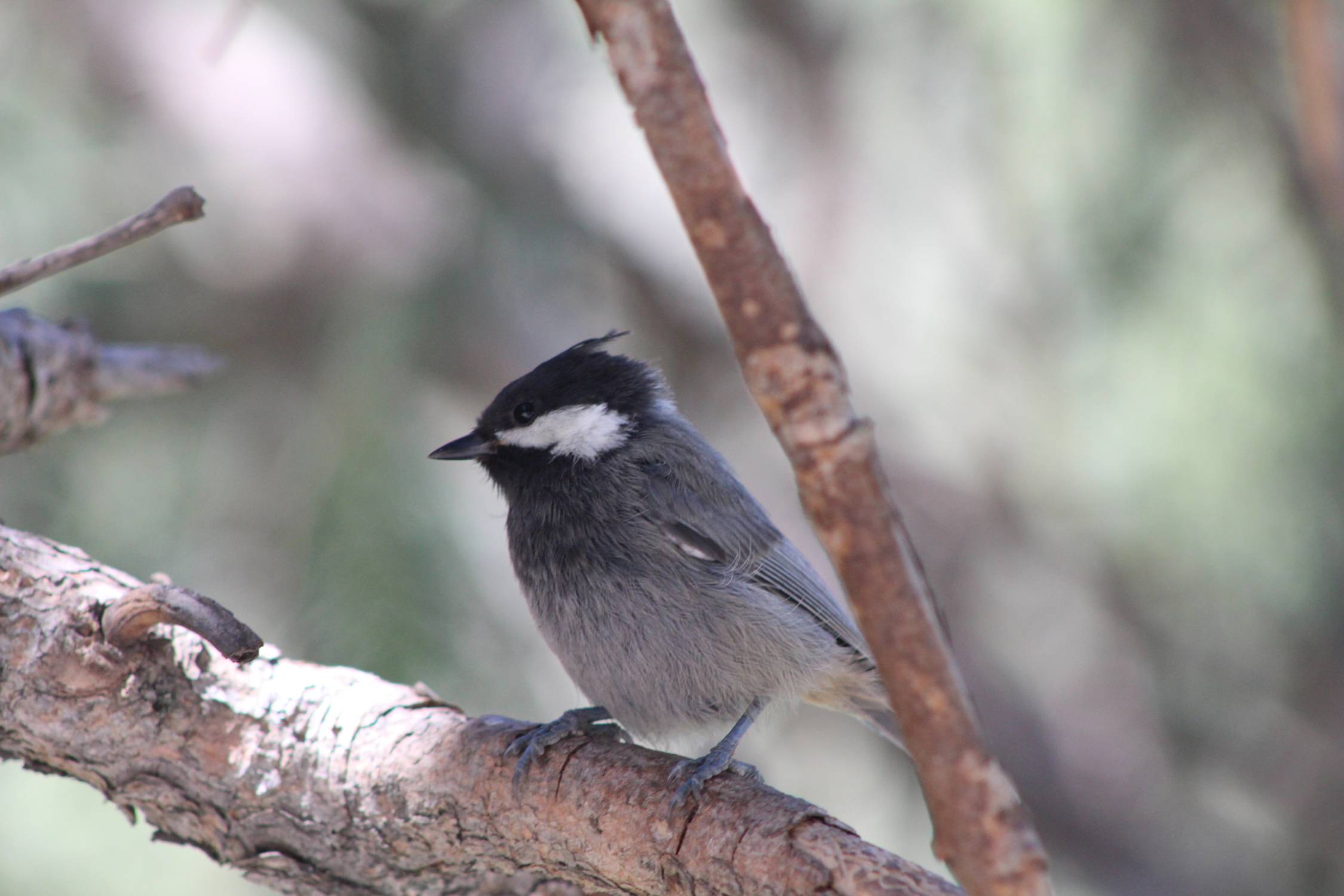 Parc de Ala-Archa, m&eacute;sange de Dzoungarie