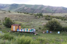 Karakol, Altyn-Arashan, ruches