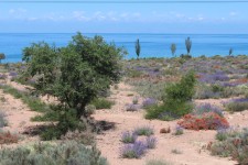 Barksoon, lac Issyk-Koul