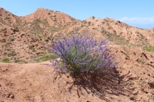 Kadji Say, paysage, aster