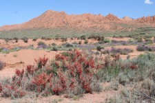 Issyk-Koul, canyon Mars, &eacute;ph&egrave;dre
