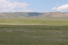 Col de Torugart, steppe, troupeau