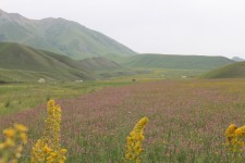 Tash Bashat, fleurs