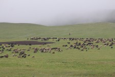 Lac Son-Koul, troupeau