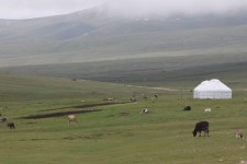 Lac Son-Koul, troupeau, yourtes