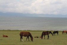 Lac Son-Koul, chevaux