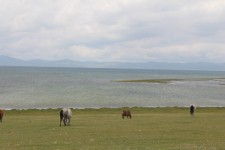Chevaux, lac Son-Koul