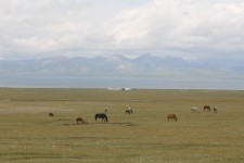Lac Son-Koul, chevaux, panorama