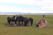 Lac Son-Koul, chevaux, steppe