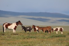 Chevaux, lac Son-Koul, paysage