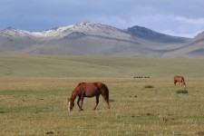 Cheval, lac Son-Koul