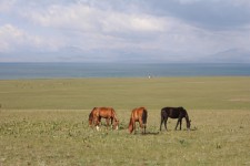 Lac Son-Koul, panorama, chevaux