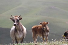 Lac Son-Koul, vaches