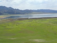 Lac Orto Toko&iuml;, troupeau