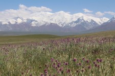Cha&icirc;ne du Pamir, fleurs