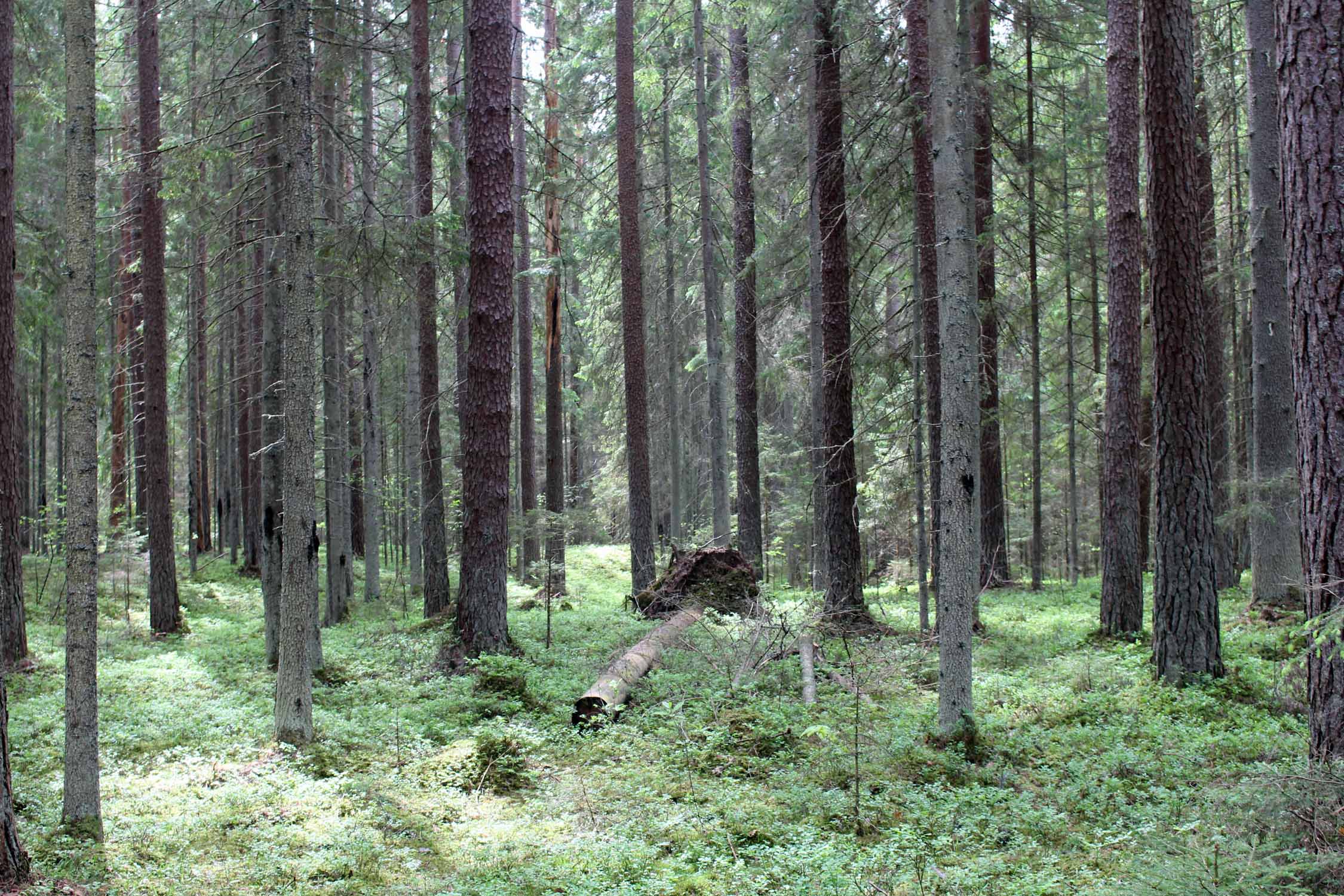 Parc national de la Gauja, parc de Ligatne