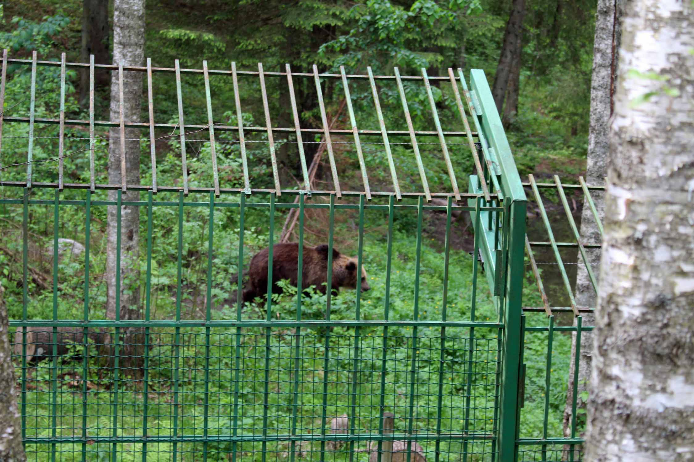 Parc national de la Gauja, ours