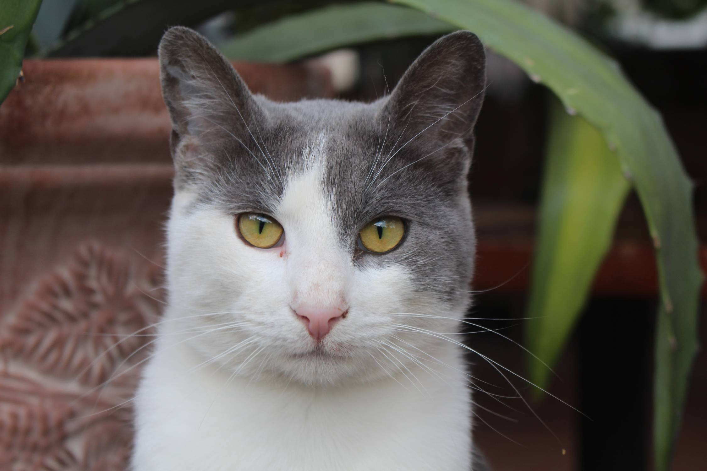 Ohrid, chat