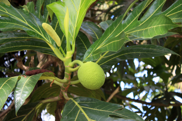 Arbre à Pain, Martinique