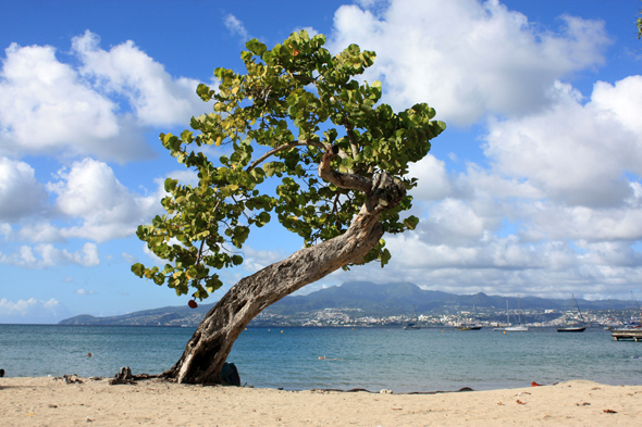 Anse à l'Ane, Martinique, plage