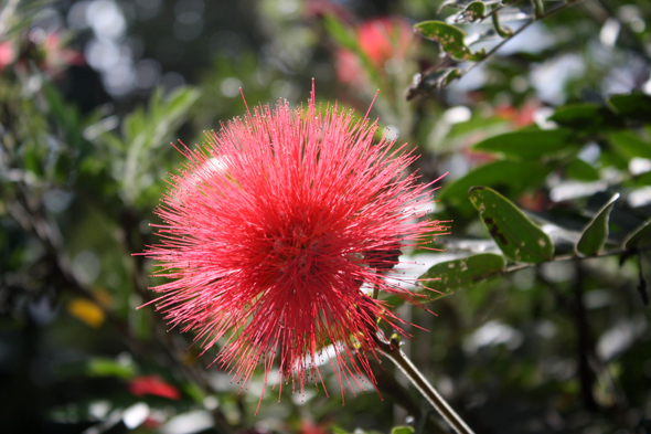 Calliandra, Balata