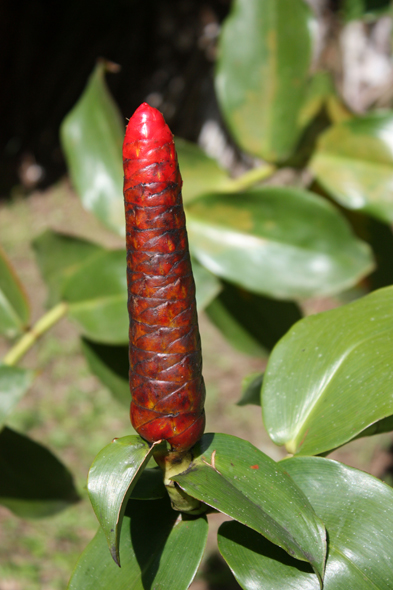 Alpinia, Balata