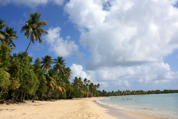 Plage des Salines, Martinique, paysage