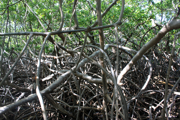 Mangrove, Martinique