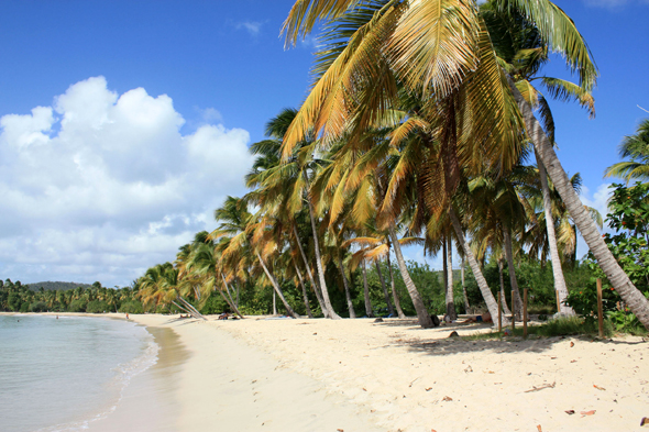 Plage des Salines, cocotier