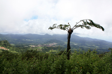 La Montagne Pel&eacute;e, v&eacute;g&eacute;tation