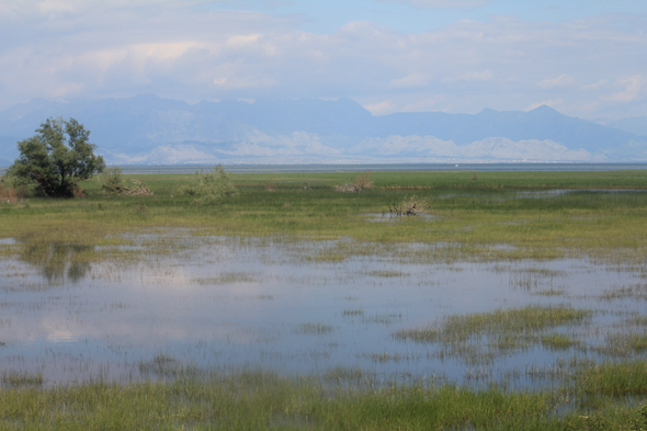 Lac de Skadar