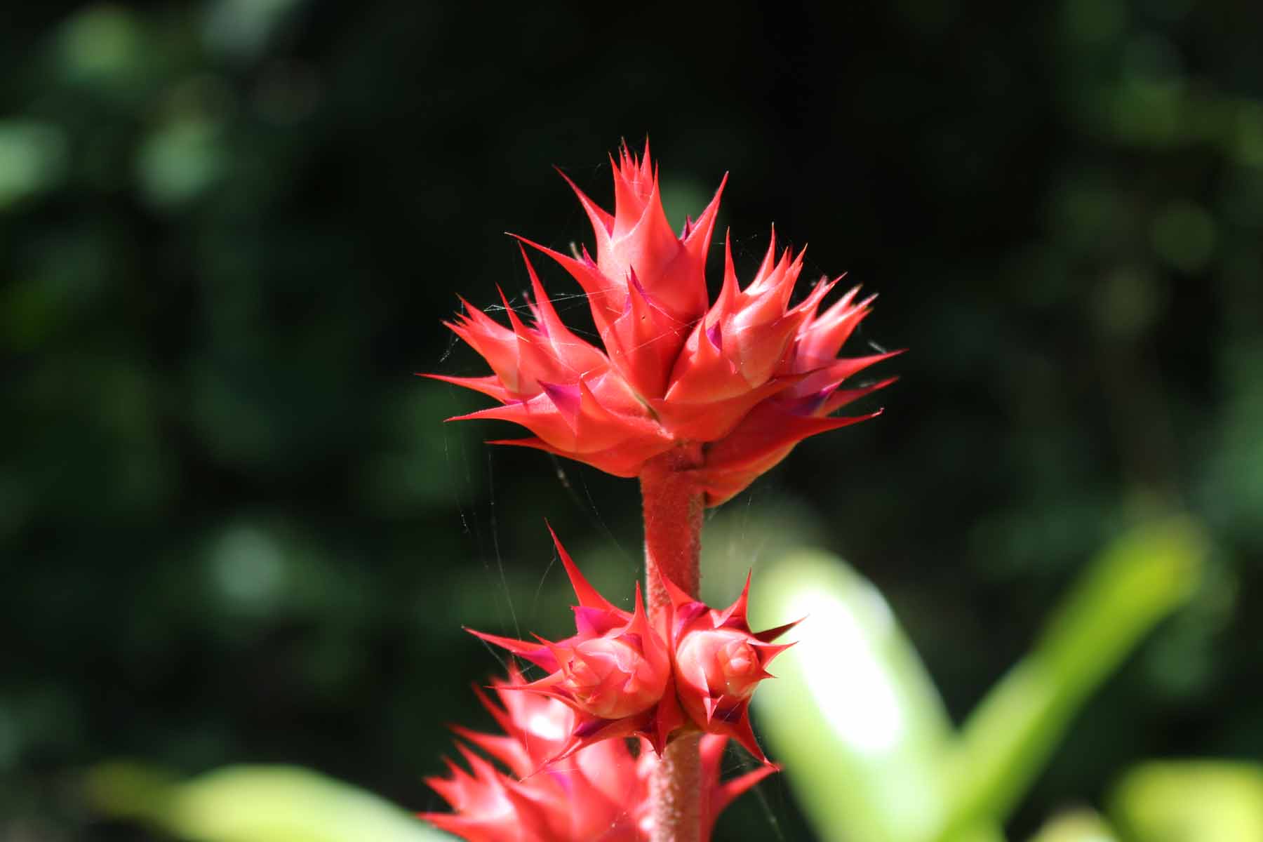 Ile de Saint-Martin, Pic Paradis, fleur