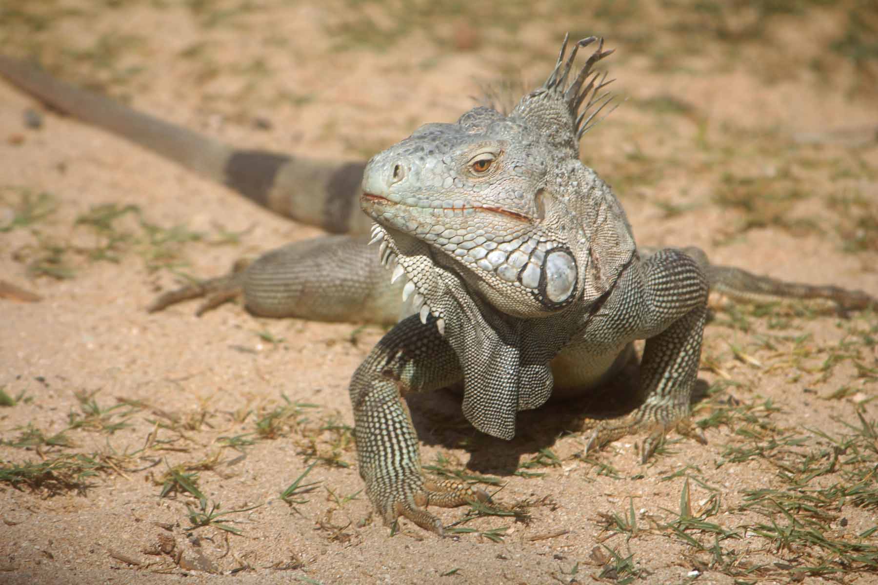 Ile de Saint-Martin, iguane