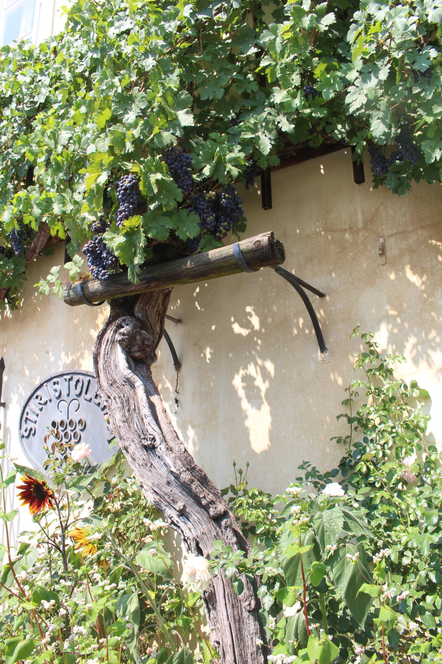 Maribor, ancienne vigne