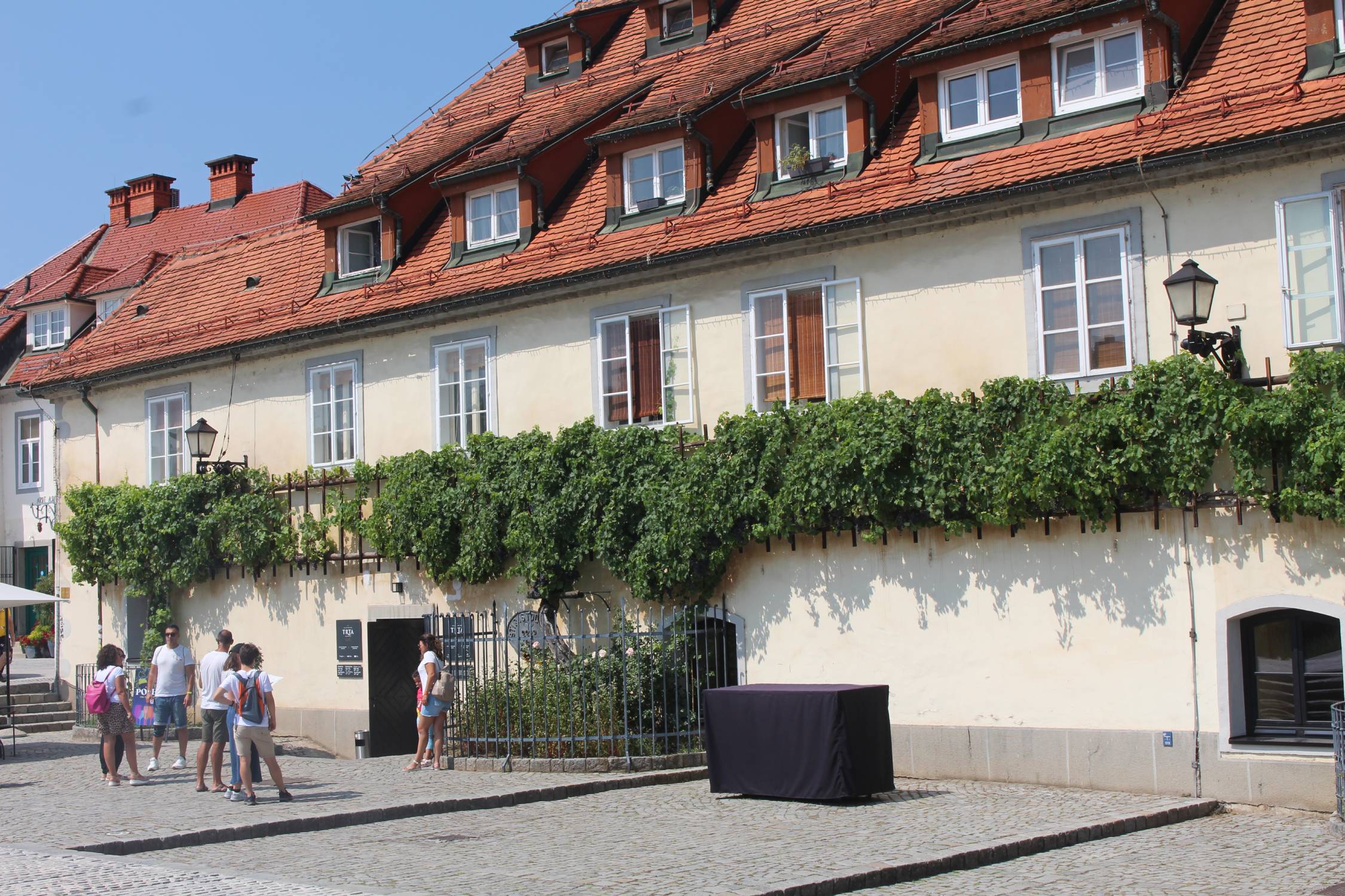 Maribor, vigne