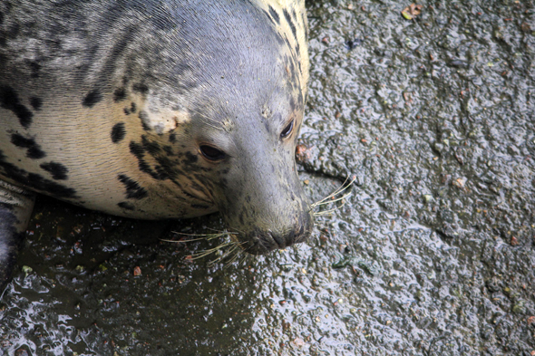 Phoque, Skansen, Stockholm