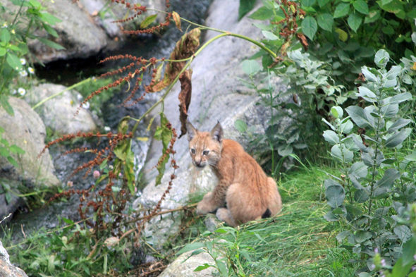 Lynx, Skansen, Stockholm