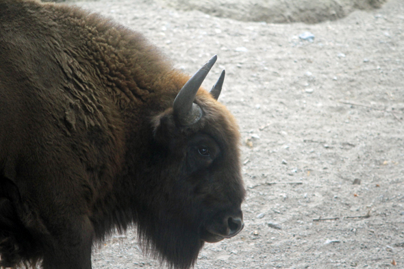 Bison, Skansen, Stockholm