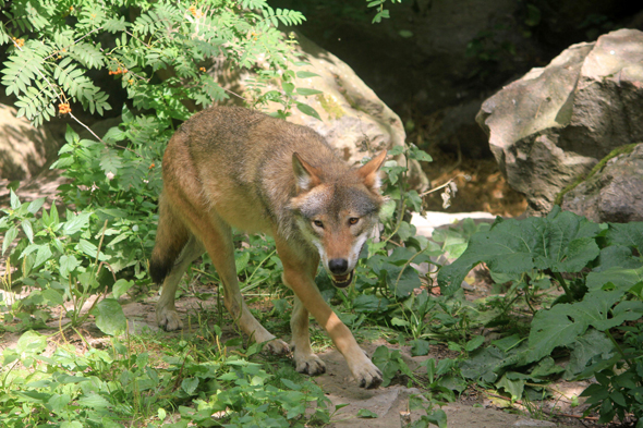 Loup, Skansen, Stockholm