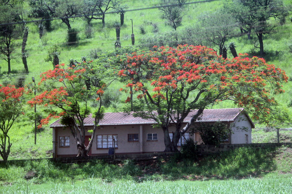 Swaziland, Tulipier du Gabon