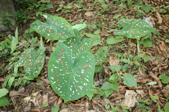 Caladium