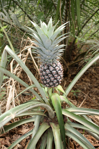 Ananas, Kouma Kounda